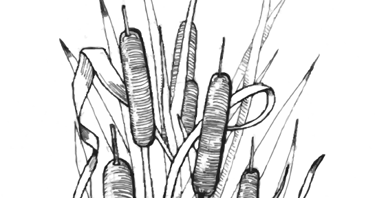 Plant Illustration Four Hour Chef